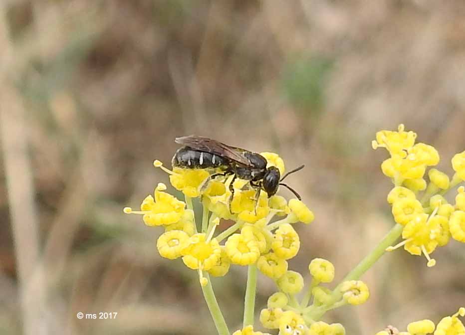Apidae Halictinae: Halictus cfr. gemmeus e Lasioglossum (leucozonum e sp.) ♀